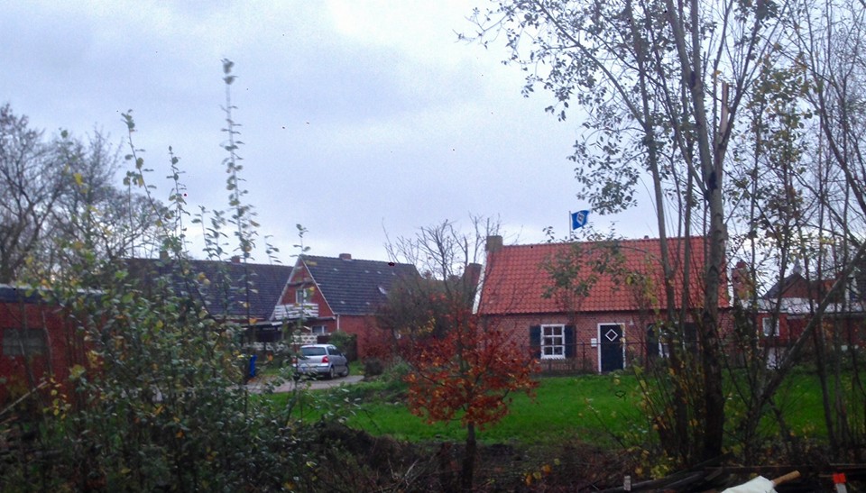 In Ostfriesland fand die kleine Buche einen neuen Platz