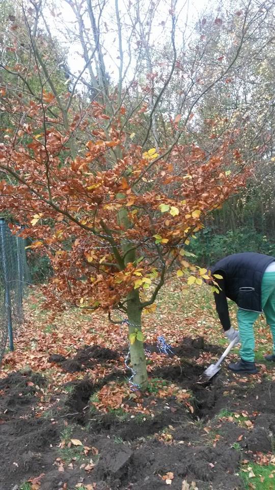 Eine vier Jahre alte Buche flüchtet aus dem Garten am Kölner Heidelweg und macht sich auf den Weg an die Nordsee