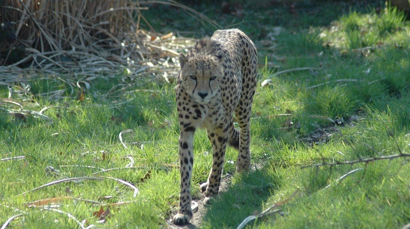 Psychopharmaka für Zoo Tiere?