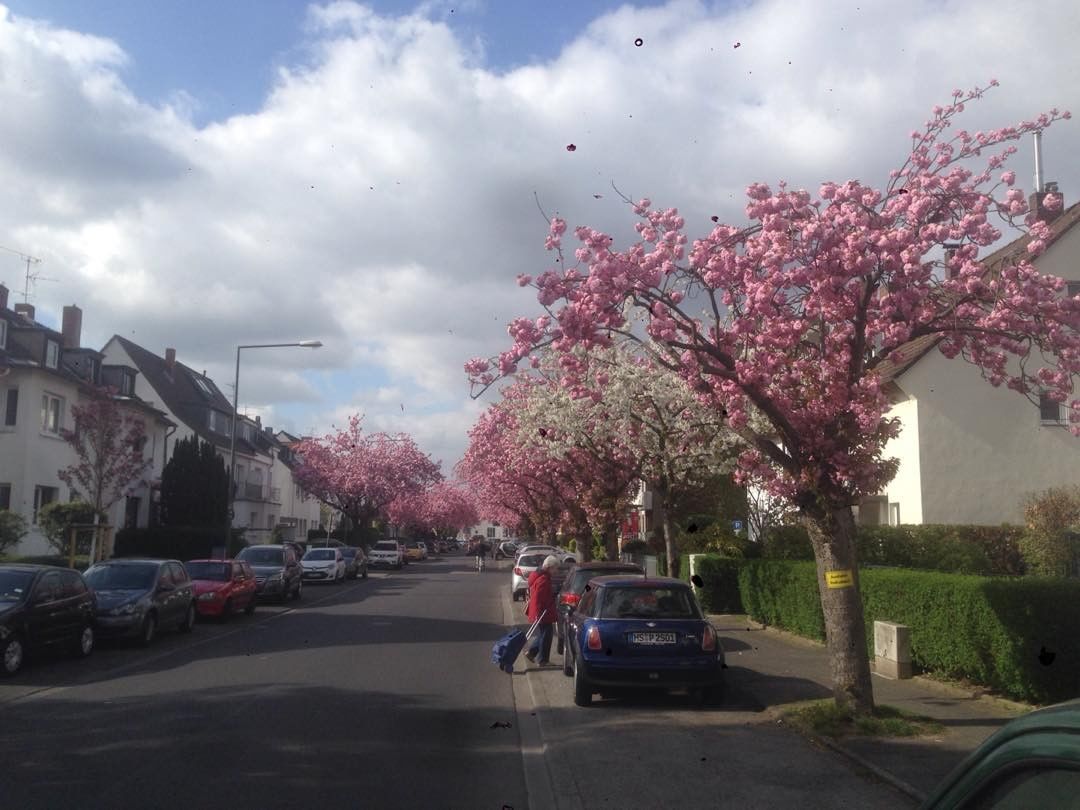 Rodenkirchen Frühjahrsblüten