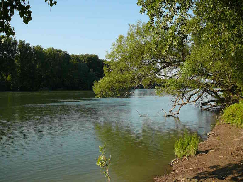 Auenwildnis am Rhein Foto:BUND