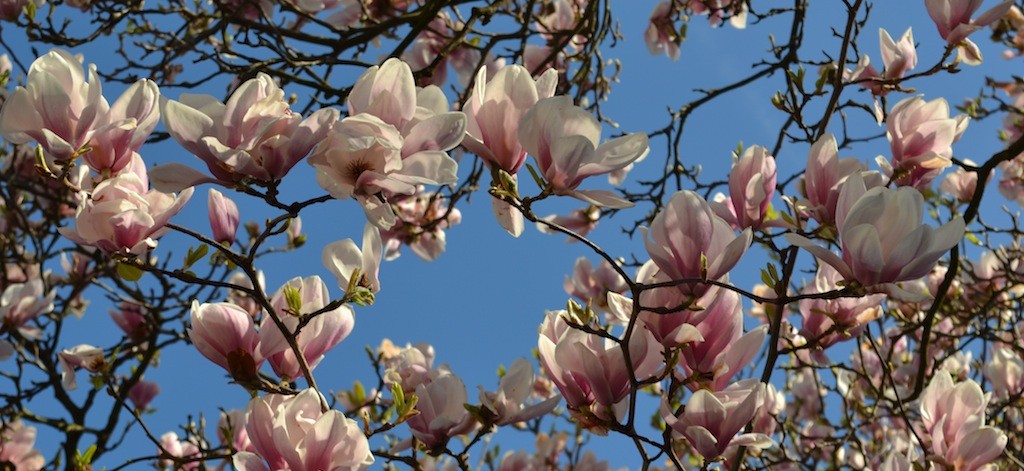 Frühling Köln