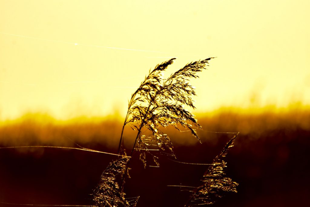 Sonnenuntergang Loquard Ostfriesland