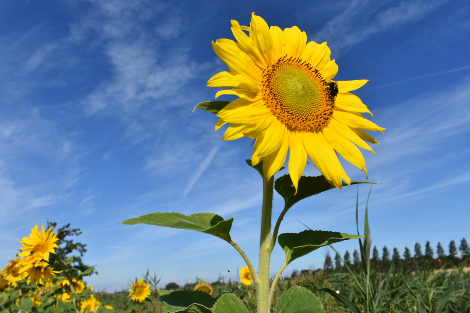Ostfriesland Sonnenblumen #Upleward