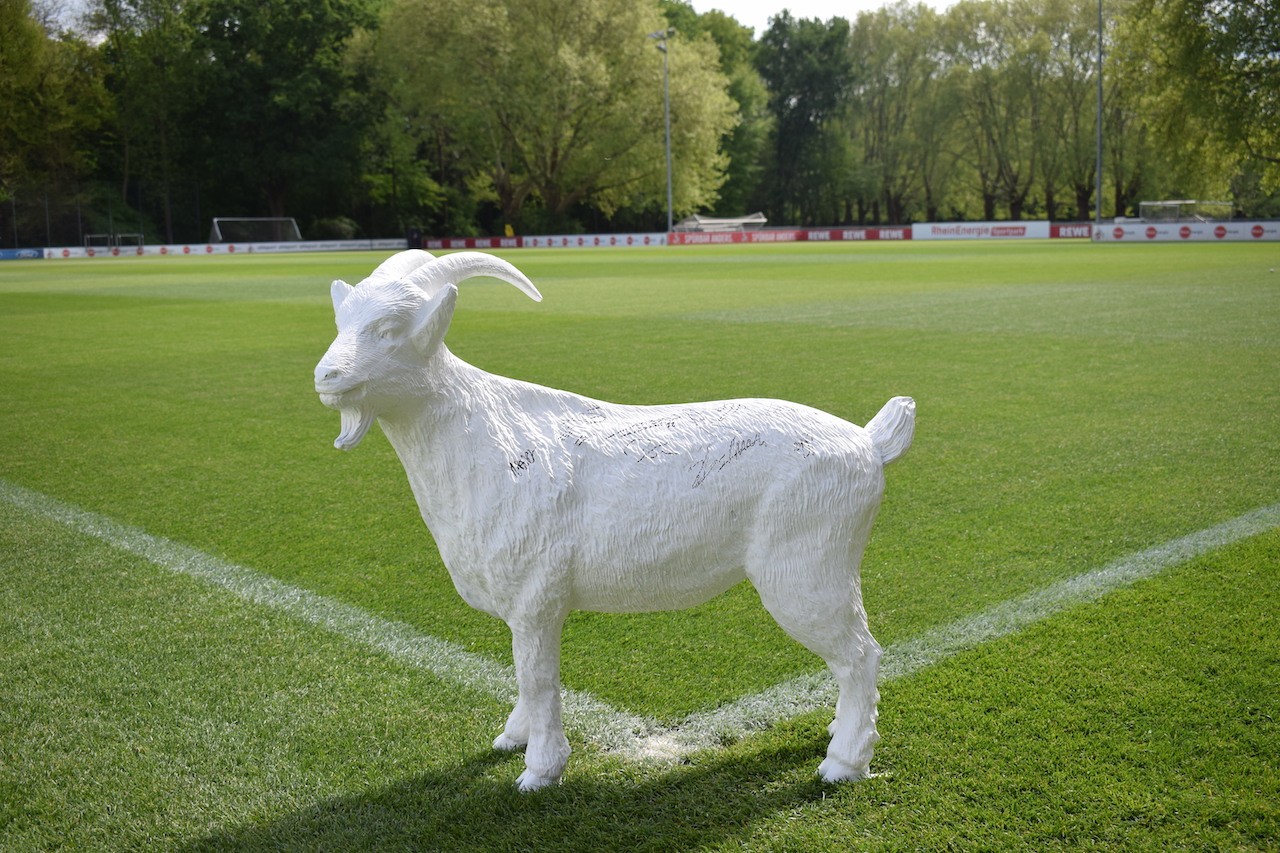 Zum Bundesliga Aufstieg Geißbock vom 1.FC Köln Team signiert