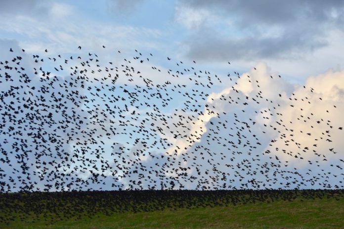 Frei wie ein Vogel