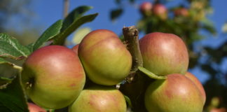 Apfel - Gesunde Ernährung