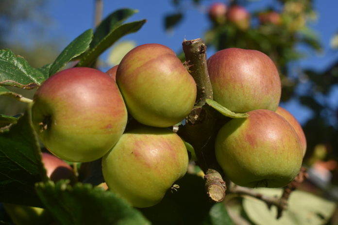 Apfel - Gesunde Ernährung