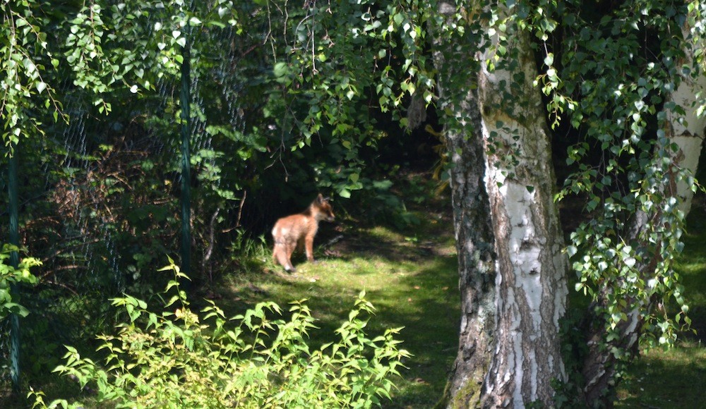 Junger Fuchs im Garten Heidelweg