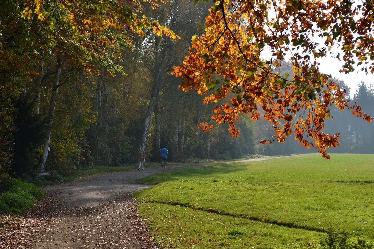 Herbstwald Köln Weiß Rheinbogen Kölner Süden