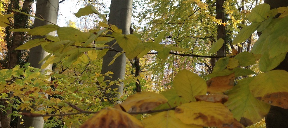 Wald in Köln hat keinen Wert