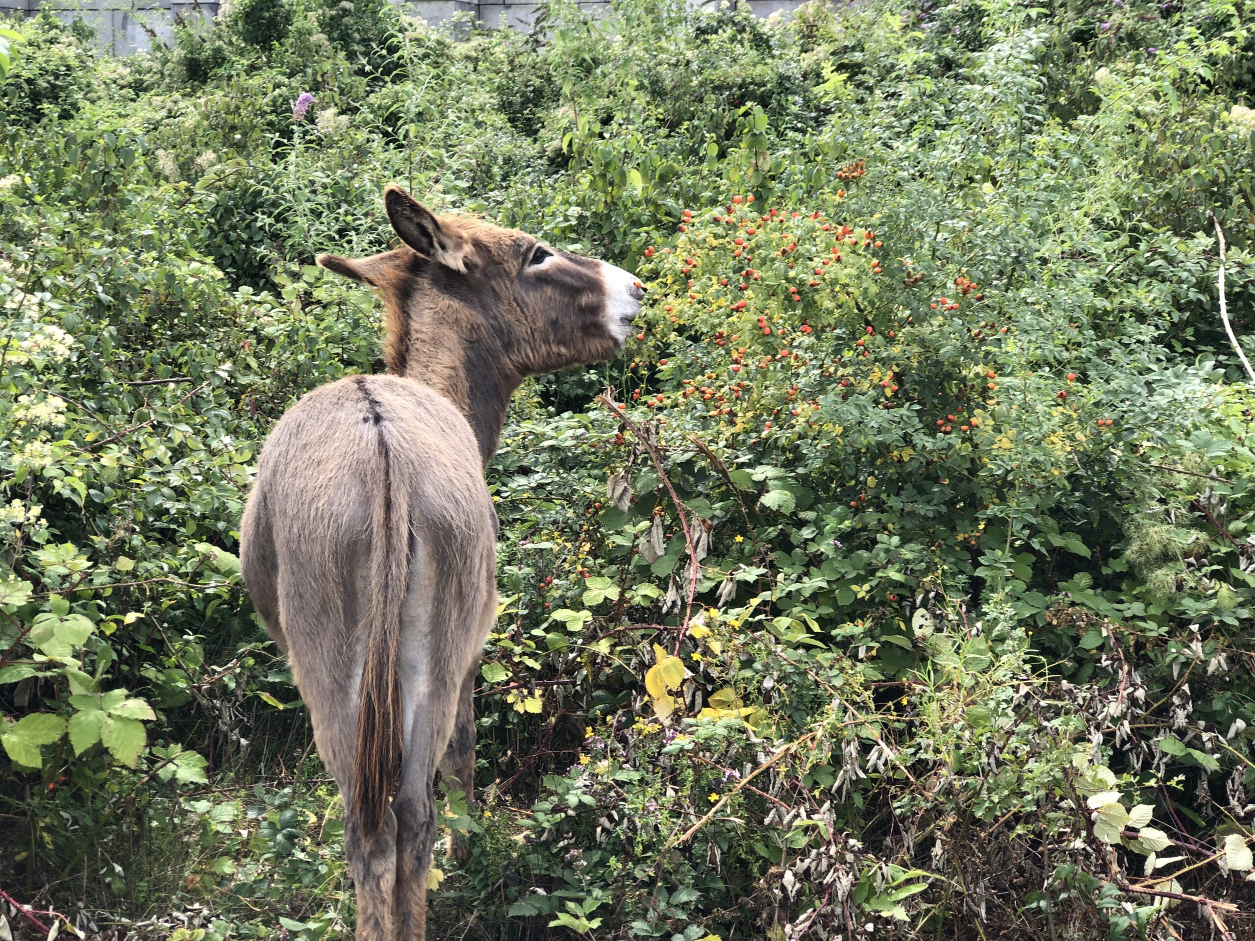 Besonders Brombeeren, Land-Reitgras und Salweide haben es den Huftieren bisher angetan. Aber auch viele andere Pflanzenarten stehen auf dem langen Speisezettel der zotteligen Vierbeiner. 