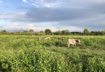 Umwelt und Artenschutz die Wiederherstellung eines Naturschutzgebietes mit Ansieldung von Eseln