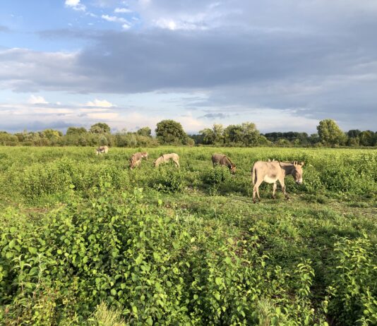 Umwelt und Artenschutz die Wiederherstellung eines Naturschutzgebietes mit Ansieldung von Eseln