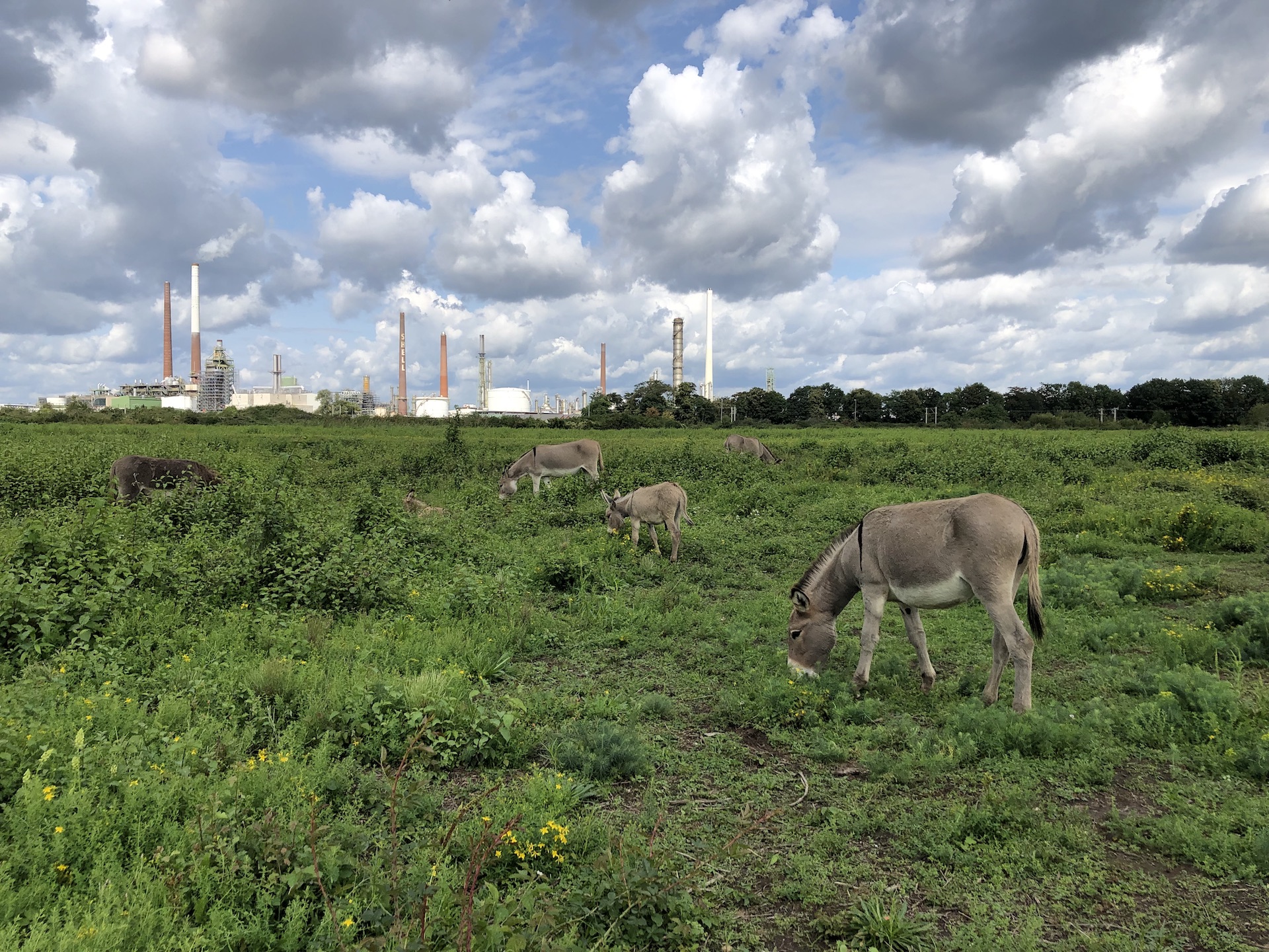 Die Esel in der Sürther Aue im Hintergrund die Shell Raffinerie in Godorf 