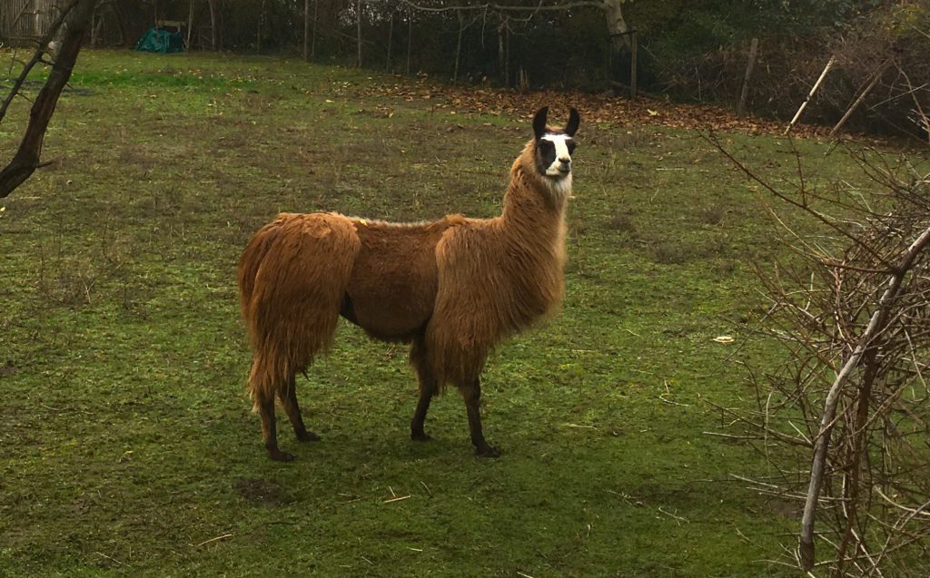 Naturschutzgebiet Sürther Auen 2019