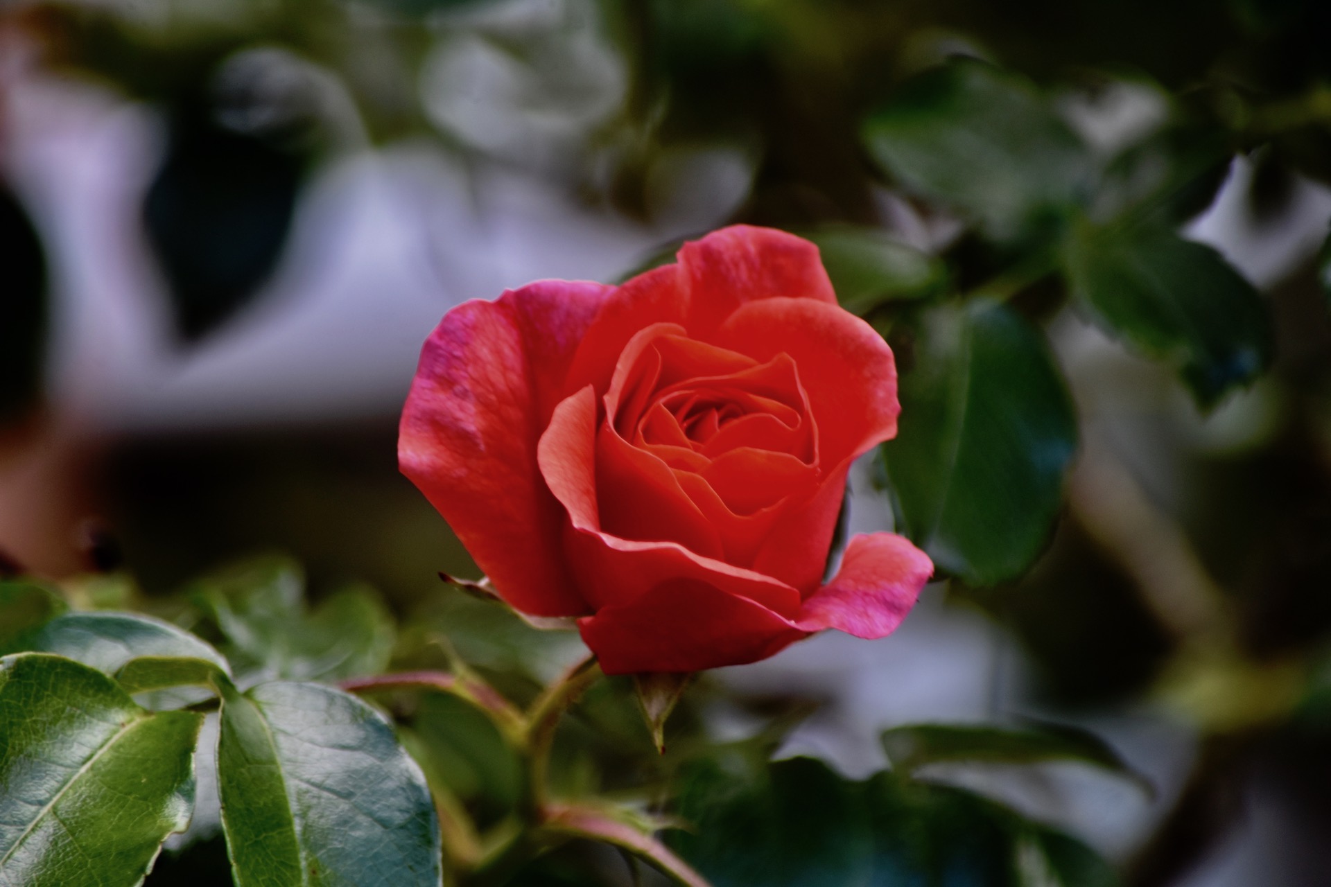 Die Rosen haben jetzt ihre schönste Zeit