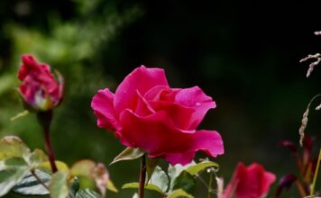 Die Rosen haben jetzt ihre schönste Zeit