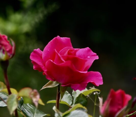 Die Rosen haben jetzt ihre schönste Zeit