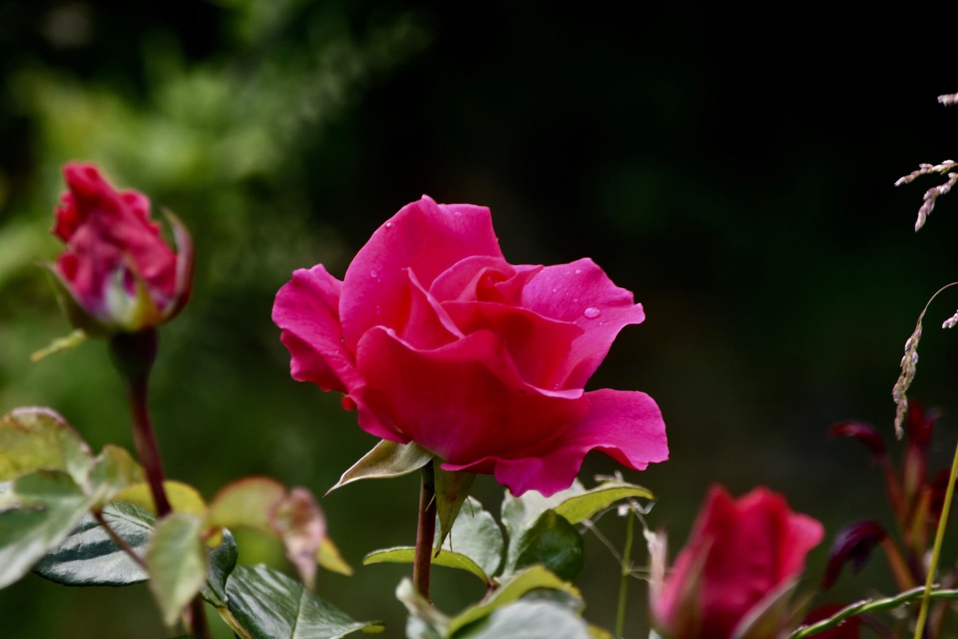 Die Rosen haben jetzt ihre schönste Zeit