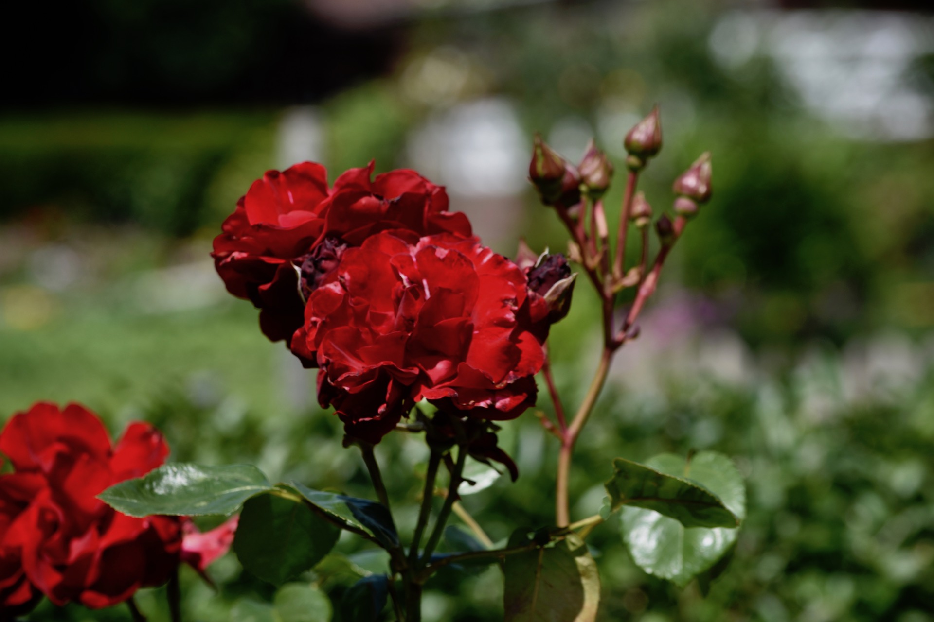 Die Rosen im Garten schönste Zeit der Juni