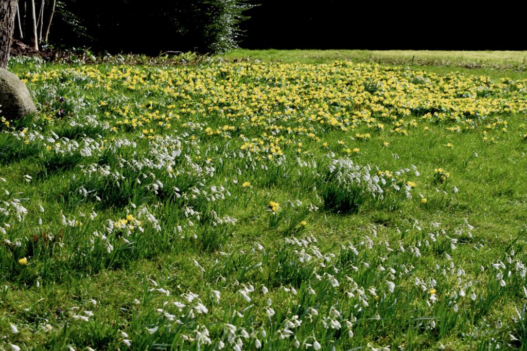 Loquard Ostfriesland die Frühlingsboten 