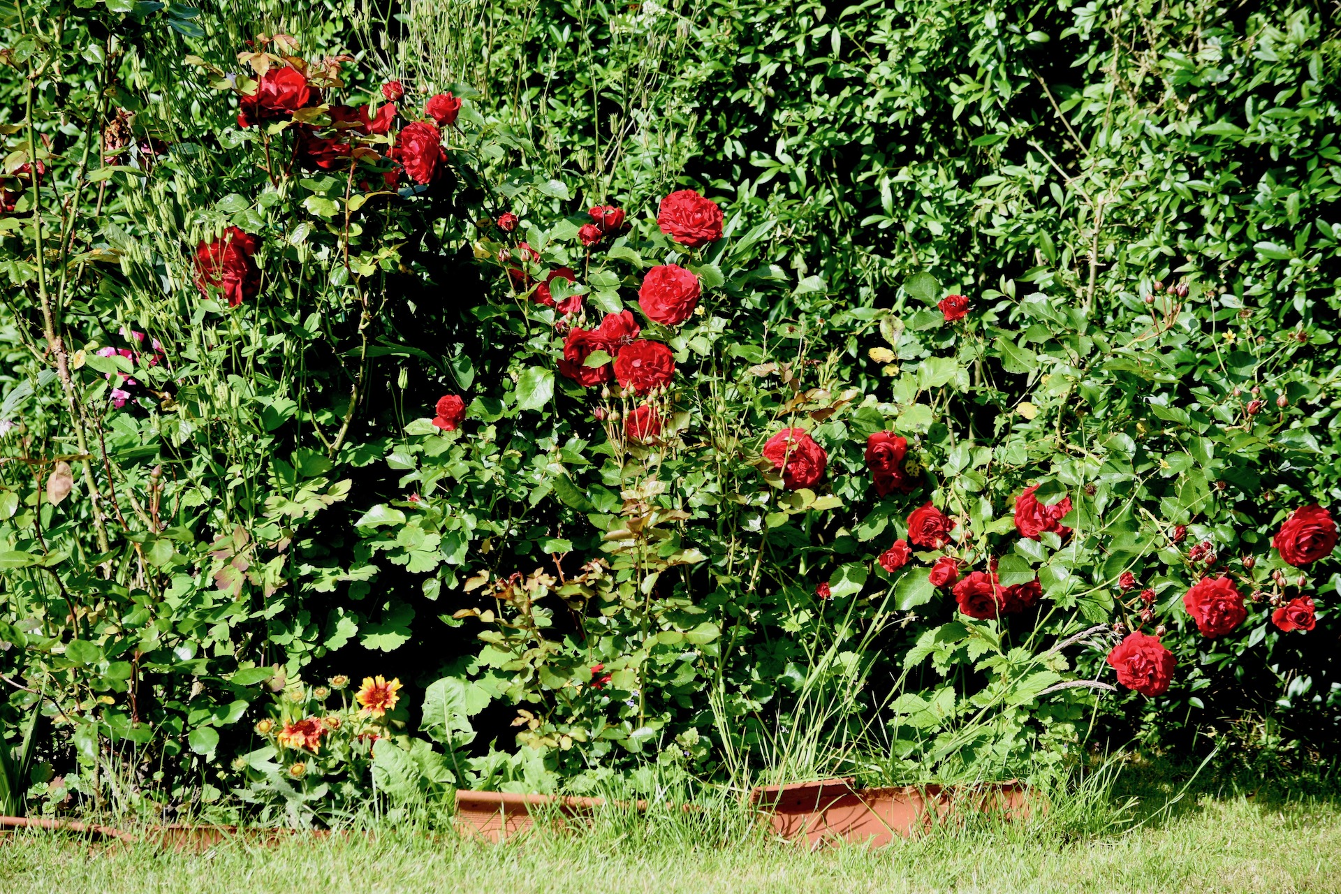 Jetzt drei Jahre alt, war das ein ganz kleiner Rosenstock