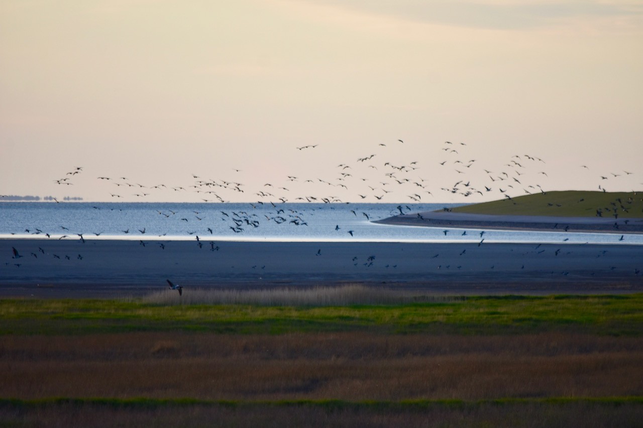 Wattenmeer Nordsee Pilsum