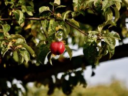 Apfel im Herbst