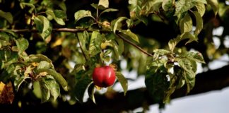 Apfel im Herbst