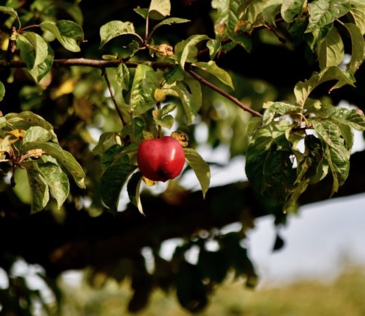 Apfel im Herbst