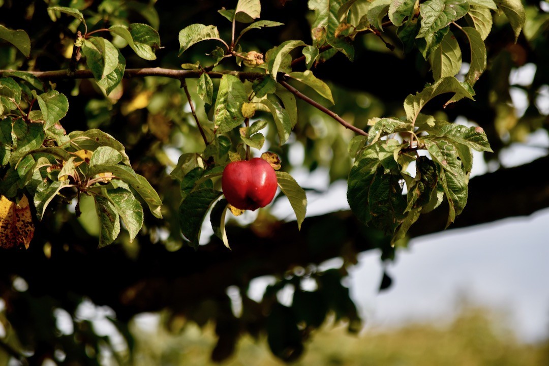 Apfel im Herbst