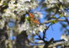 Schmetterling an einer Mirabellenblüte 