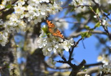 Schmetterling an einer Mirabellenblüte 