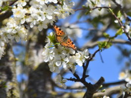 Schmetterling an einer Mirabellenblüte 