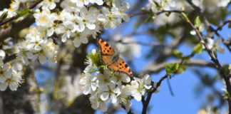 Schmetterling an einer Mirabellenblüte 