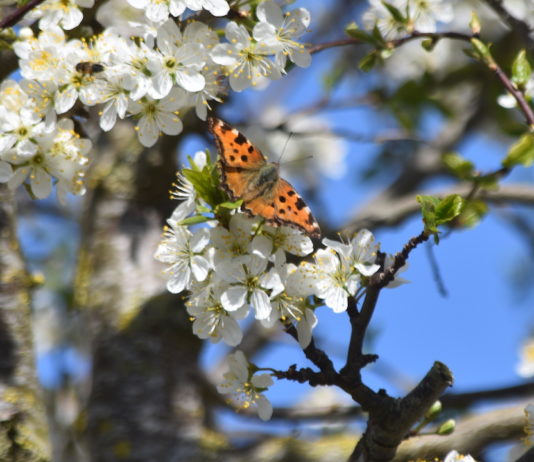 Schmetterling an einer Mirabellenblüte 