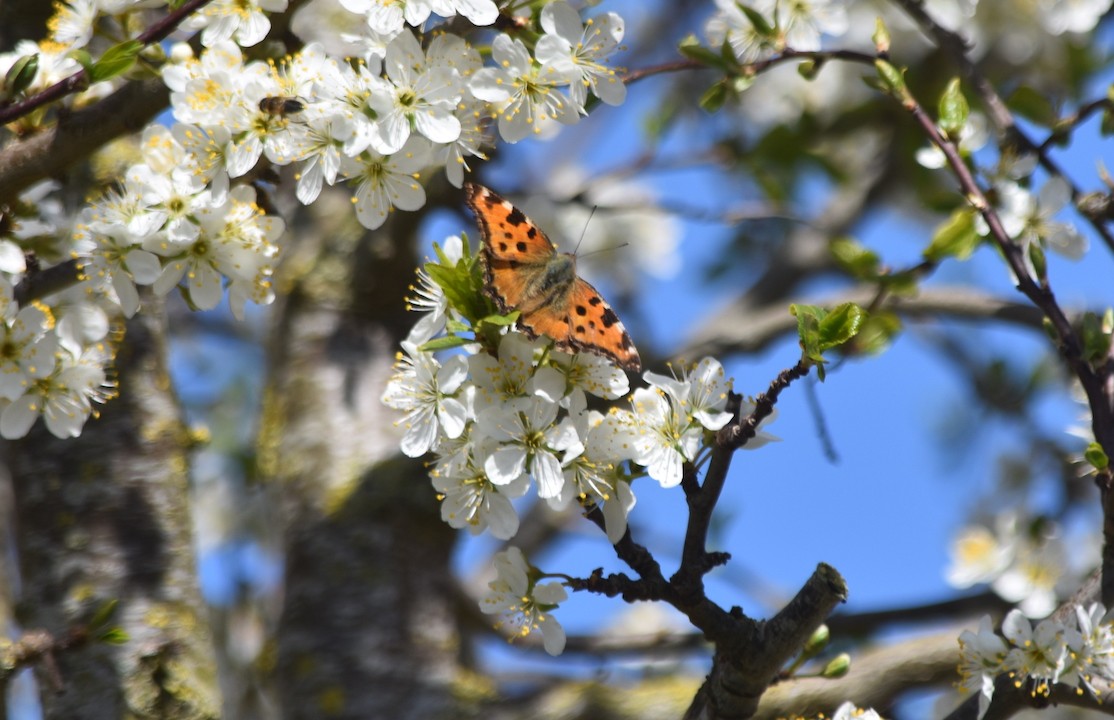 Schmetterling an einer Mirabellenblüte 