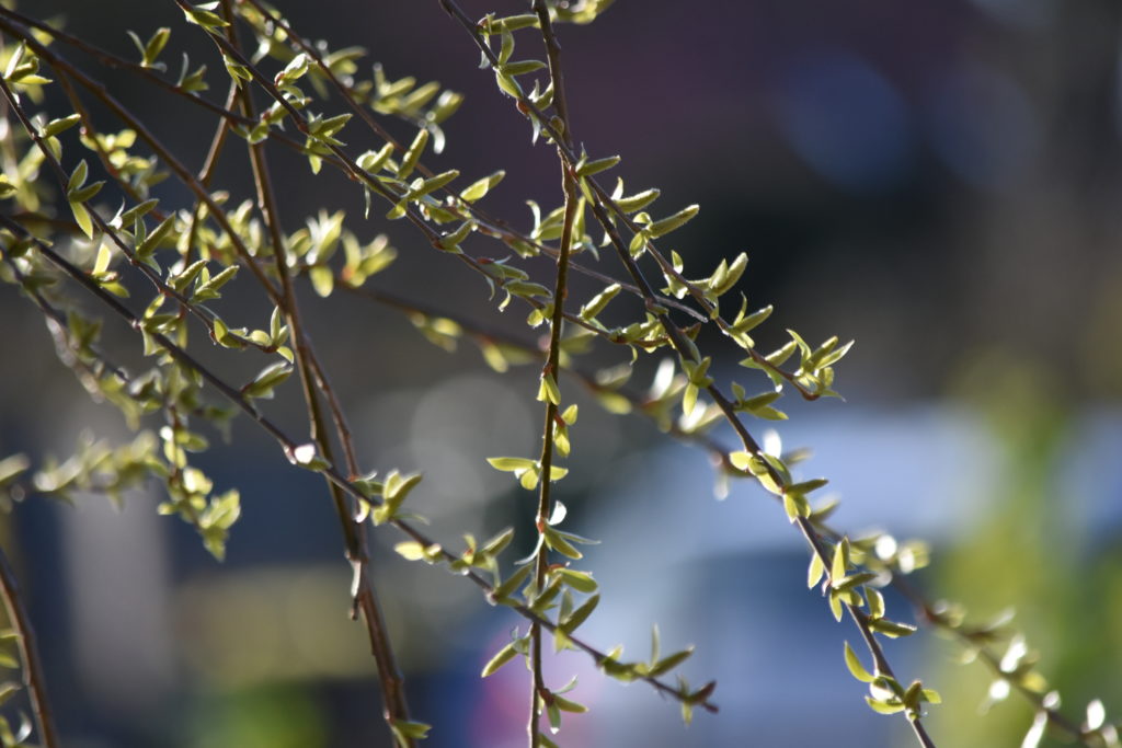 Frühling 2020