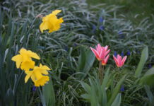 Frühling in Krummhörn