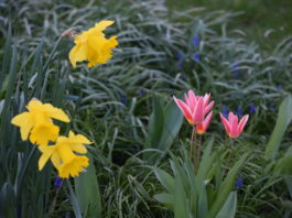Frühling in Krummhörn