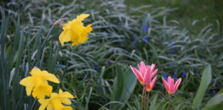 Frühling in Krummhörn