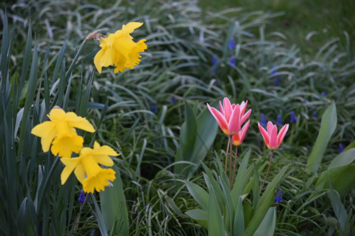 Frühling in Krummhörn