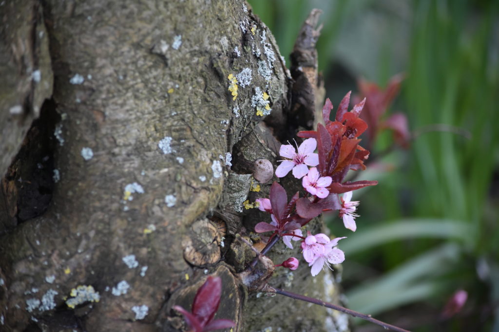 Frühling 2020 Loquard