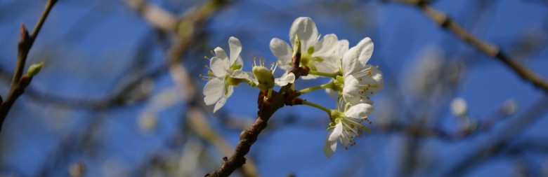 Apfelblüte in Köln Sürth