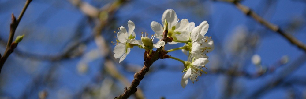 Apfelblüte in Köln Sürth