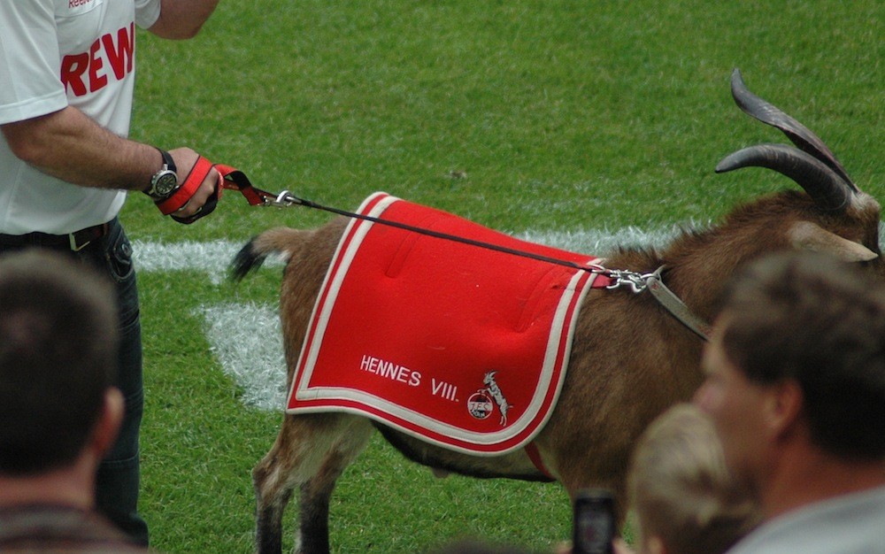 hennes-der geissbock