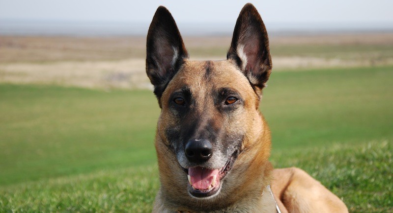 Polizeihund "Milow" stellt Kabeldieb - Festnahme