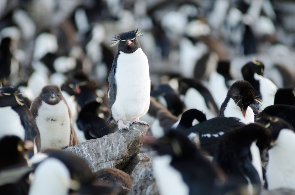 Felsenpinguine, Filmszene aus "Wildes Überleben: Rastlose Wanderer" Foto(c) "obs/3sat/ZDF/Off The Fence/Richard Kirby"