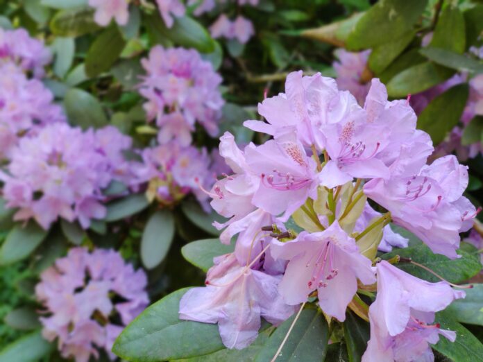 rododendron Foto @arjasp Pixabay